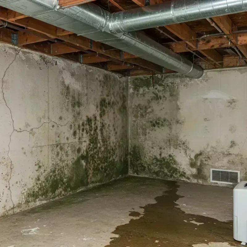 Professional Mold Removal in Wauconda, IL